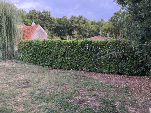 Photo de galerie - Taille de haie de laurier 13m avec rabattage de 3m