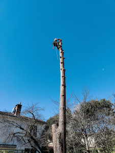 Photo de galerie - Elagage et coupe d'arbres