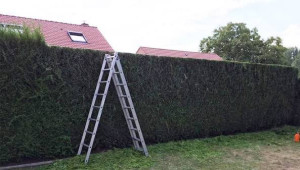 Photo de galerie - Taille de haie