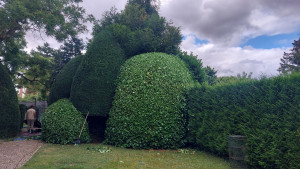 Photo de galerie - Taille d un gros Laurier et d un If 