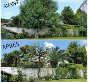 Photo de galerie - Elagage et coupe d'arbres