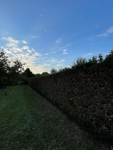 Photo de galerie - Taille de haies et d'arbustes