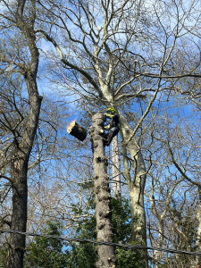 Photo de galerie - Elagage et coupe d'arbres