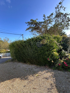 Photo de galerie - Rabattage d’une haie de fusain et de troène