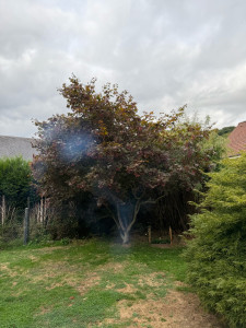 Photo de galerie - Avant élagage d’un petit arbre 