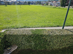 Photo de galerie - Taille d'une haie 