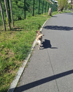 Photo de galerie - Petite promenade au soleil pour Desko
