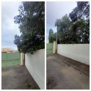 Photo de galerie - Taille de haie 