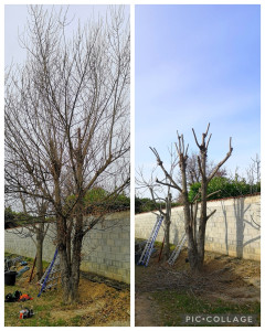 Photo de galerie - Elagage et coupe d'arbres