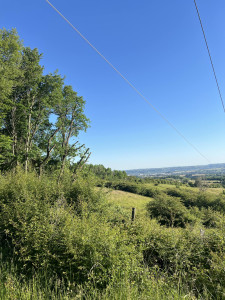 Photo de galerie - Élagage arbre