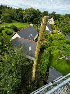 Photo de galerie - Réalisation d’un abattage d’arbres 