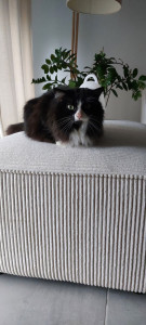 Photo de galerie - Garde chat à votre domicile