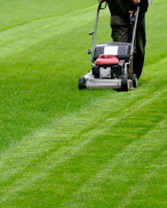 Photo de galerie - Tonte de pelouse - Débroussaillage