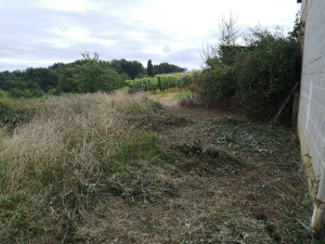 Photo de galerie - Taillis de ronces 4m de haut