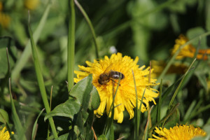 Photo de galerie - Petite abeille en entrain de butiner