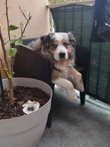 Photo de galerie - Bonjour voici un de mes chiens ,j'ai aussi 2 chats n'hésitez pas à solliciter mes services pour une garde de chien ou chat ou seulement les sorties sa sera avec plaisir 