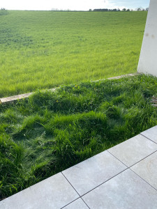 Photo de galerie - Tonte de pelouse - Débroussaillage