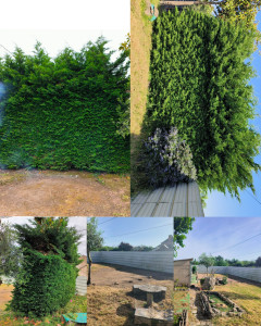 Photo de galerie - Elagage et coupe d'arbres