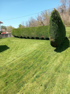 Photo de galerie - Tonte de pelouse - Débroussaillage