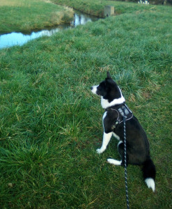 Photo de galerie - Borsky en garde