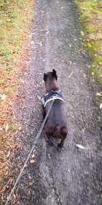 Photo de galerie - Promenade 