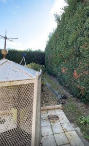 Photo de galerie - Taille de haies et d'arbustes