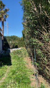 Photo de galerie - Taille d’haies de 42 mètres de long 