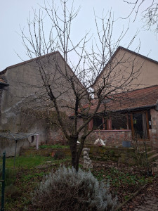Photo de galerie - Elagage et coupe d'arbres