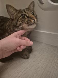 Photo de galerie - Garde d'un chat Sandro tout timide pour un mois 