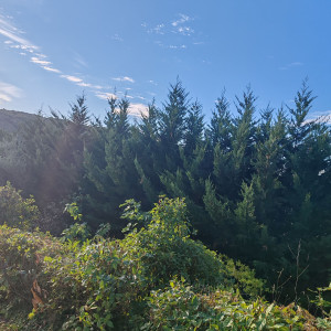 Photo de galerie - Haie de cyprès avant la taille 