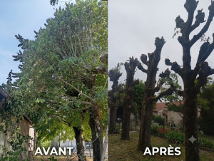 Photo de galerie - élagage complet de 4 tilleuls. 
broyage des végétaux.