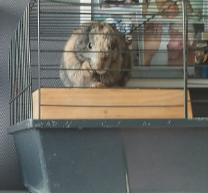 Photo de galerie - La belle petite Ruby. Très agréable à garder. Très sociable ?