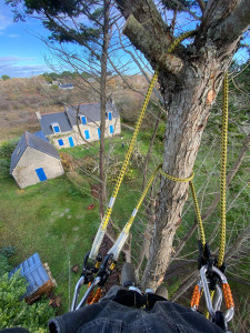 Photo de galerie - Élagage de précision de Cyprès
