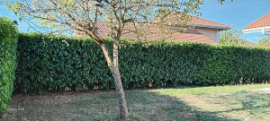 Photo de galerie - Taille de haie de lauriers 130 mètres linéaires 