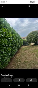 Photo de galerie - Taille de haies et d'arbustes