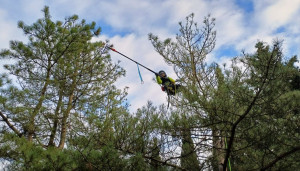 Photo de galerie - Elagage et coupe d'arbres