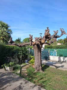 Photo de galerie - Mûrier platane