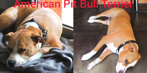 Photo de galerie - Patchou
American Pit Bull Terrier 