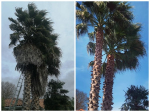Photo de galerie - Avant/après nettoyage palmiers 