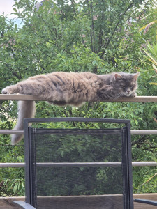 Photo de galerie - Garde chat