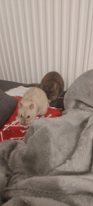 Photo de galerie - Qiwi et Pumba, 2 de mes 3 rats domestiques 