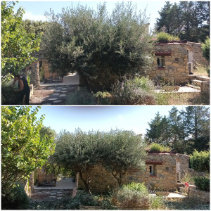 Photo de galerie - Taille oliviers