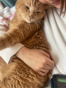 Photo de galerie - Garde chat