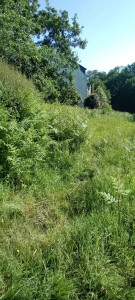 Photo de galerie - Tonte de pelouse - Débroussaillage