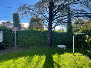 Photo de galerie - Taille de haies et d'arbustes