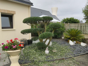 Photo de galerie - Taille Olivier en art Topiaire (forme de nuage)