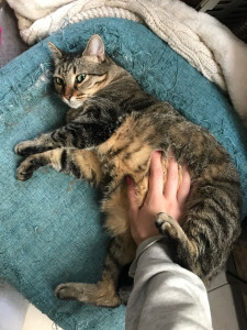 Photo de galerie - Garde de chats