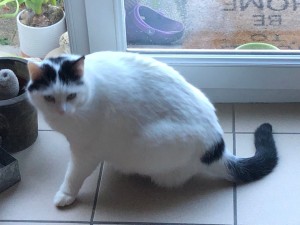 Photo de galerie - Garde de chat