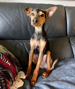 Photo de galerie - Garde animaux