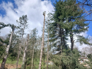 Photo de galerie - Elagage et coupe d'arbres